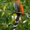 Kukacka veverci - Piaya cayana - Common Squirrel-cuckoo o4009